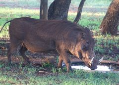 Feds Sending $75 Million to States to Tackle Feral Hog Crisis