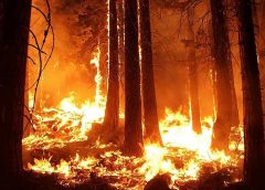 Commentary: Environmentalists Destroyed California’s Forests