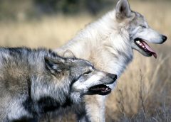 Relocated Isle Royale Wolves Form Groups, Reduce Moose Herd