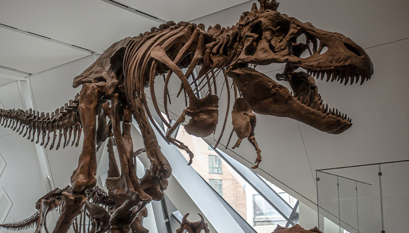 T Rex fossil exhibit