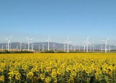 Field of sunflowers with several wind turbines in the distance