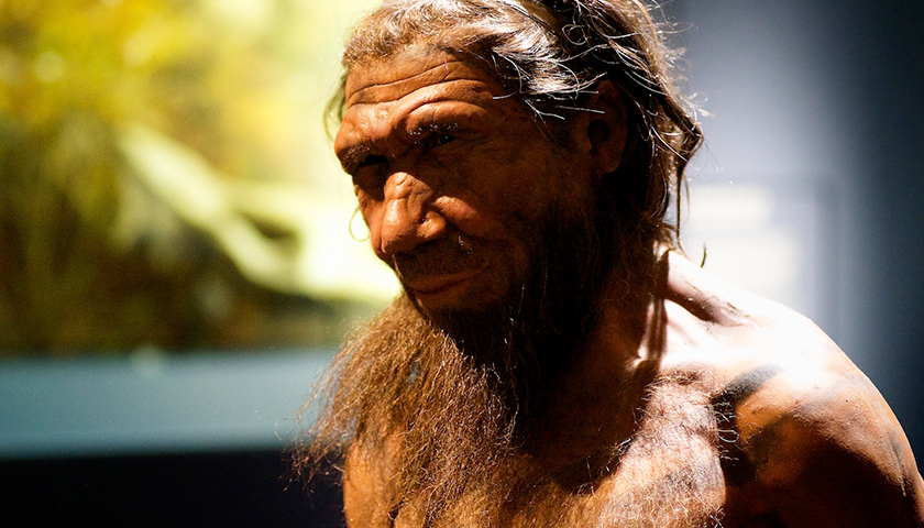 a wax figure of a Neanderthal