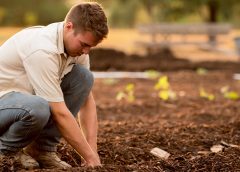 Man in white shirt and jeans planting seeds in the ground of a garden