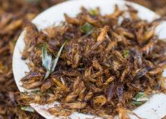 EU Approves Use of ‘Cricket Powder’ in Food, Citing ‘Environmental Pressures’