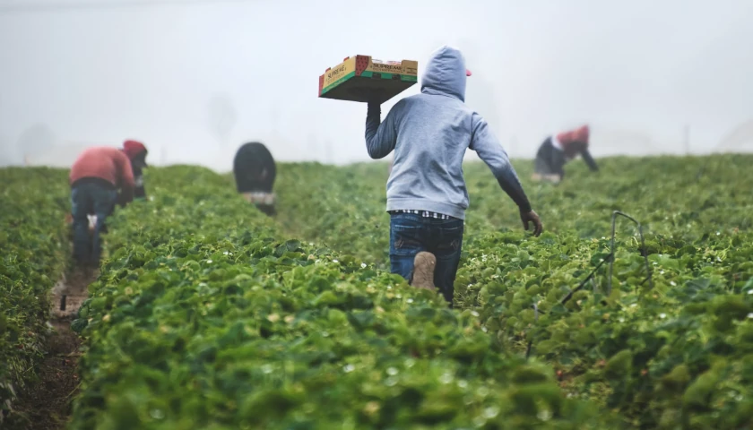 Farm Workers